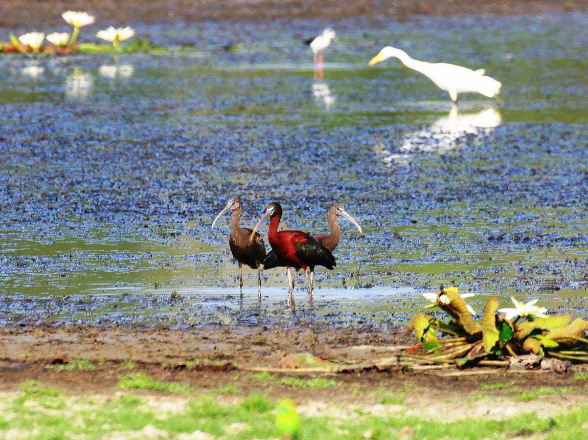 The Ibis - Wilpattu Villa Puttalam Ngoại thất bức ảnh